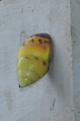Amphidromus perversus