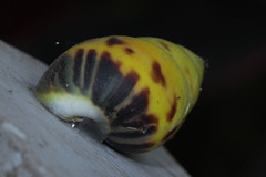 Amphidromus perversus