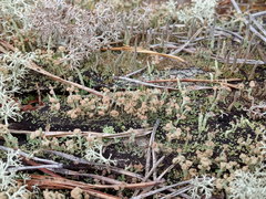 Cladonia botrytes
