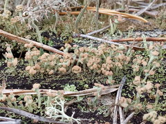Cladonia botrytes