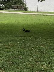 Sciurus carolinensis