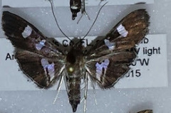 Desmia deploralis