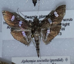Desmia ploralis