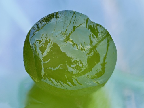 Nostoc sphaericum observed 2025-04-22