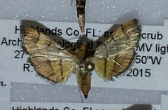 Orphanostigma haemorrhoidalis