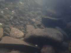 Abudefduf septemfasciatus