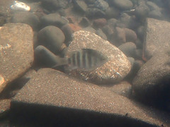 Abudefduf septemfasciatus