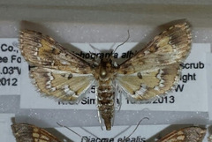 Niphograpta albiguttalis
