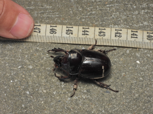 Dichodontus coronatus