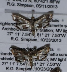 Chrysendeton imitabilis