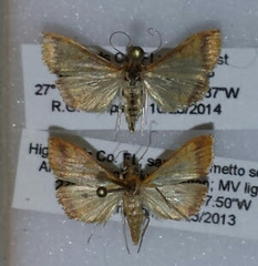 Pyrausta onythesalis