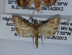 Pyrausta phoenicealis