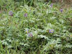 Solanum virginianum