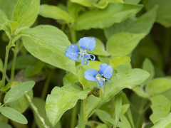 Commelina forskaolii