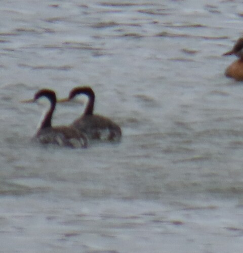 iNaturalist observation 2025-04-21