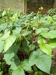 Vigna radiata