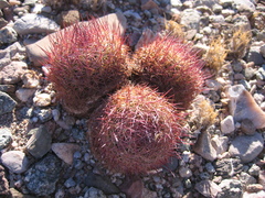 Echinomastus erectocentrus erectocentrus