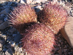 Echinomastus erectocentrus erectocentrus