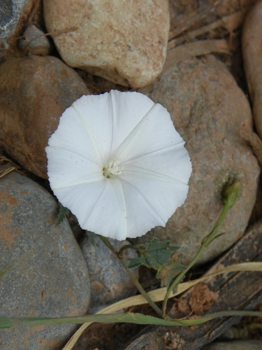 Convolvulus althaeoides iNat (1)