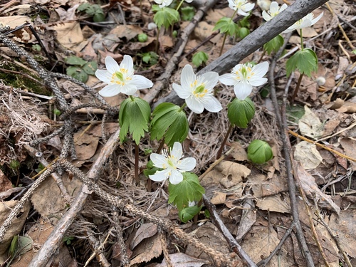 Eranthis tanhoensis