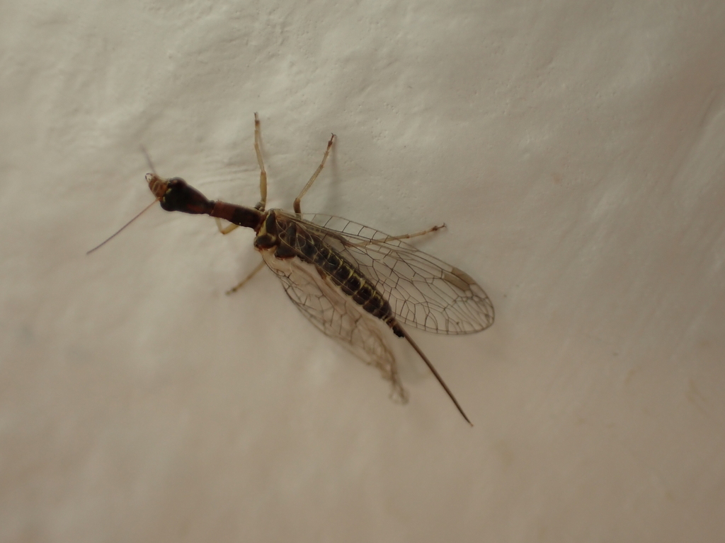 Phaeostigma raddai