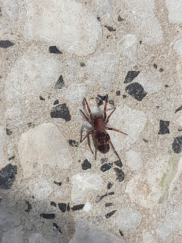 Spiders of Uruguay · iNaturalist