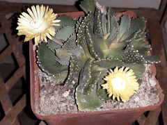 Aloinopsis