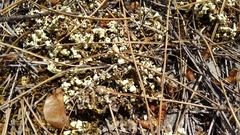 Cladonia convoluta