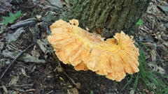 Laetiporus huroniensis