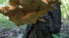 Laetiporus huroniensis