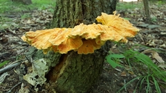 Laetiporus huroniensis