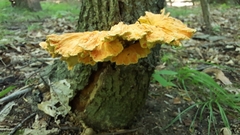 Laetiporus huroniensis