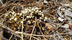 Cladonia convoluta