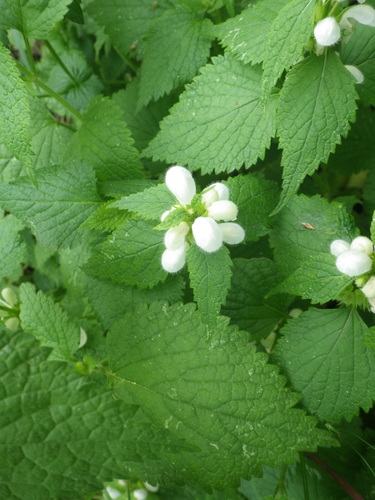 Image of Lamium flexuosum by (c) Pere Barnola, some rights reserved (CC BY-SA)