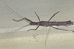 Trachythorax maculicollis
