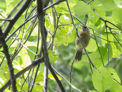 Pheugopedius rutilus