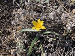 Tulipa uniflora