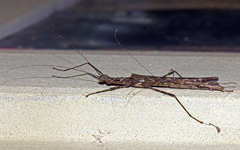 Trachythorax maculicollis