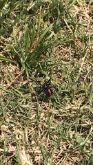 Latrodectus variolus