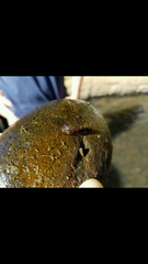 Juga plicifera