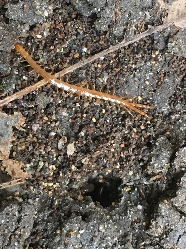 Photo of Common Cryptops (Cryptops hortensis)