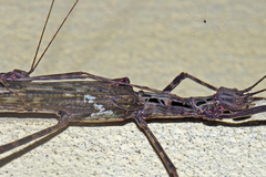 Trachythorax maculicollis