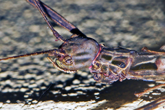 Trachythorax maculicollis