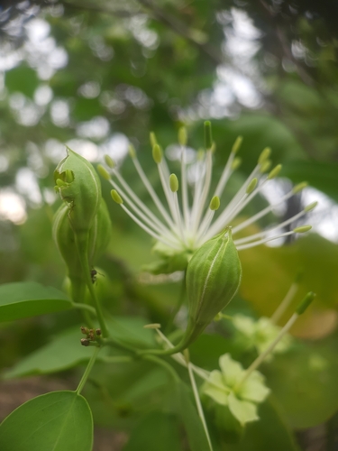 Image of Maerua oblongifolia by no rights reserved