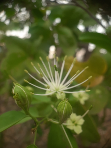 Image of Maerua oblongifolia by no rights reserved