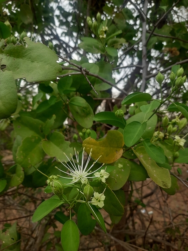 Image of Maerua oblongifolia by no rights reserved