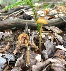 Entoloma luteum