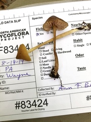 Entoloma luteum
