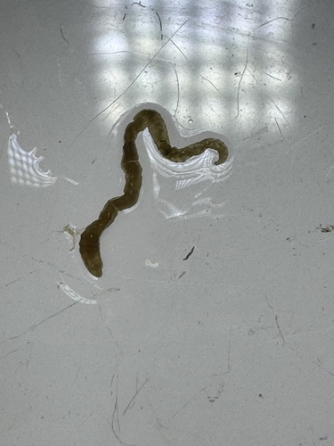 Mediomastus californiensis