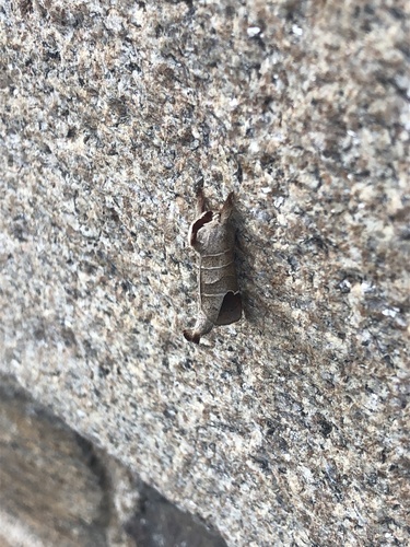 Clostera curtula